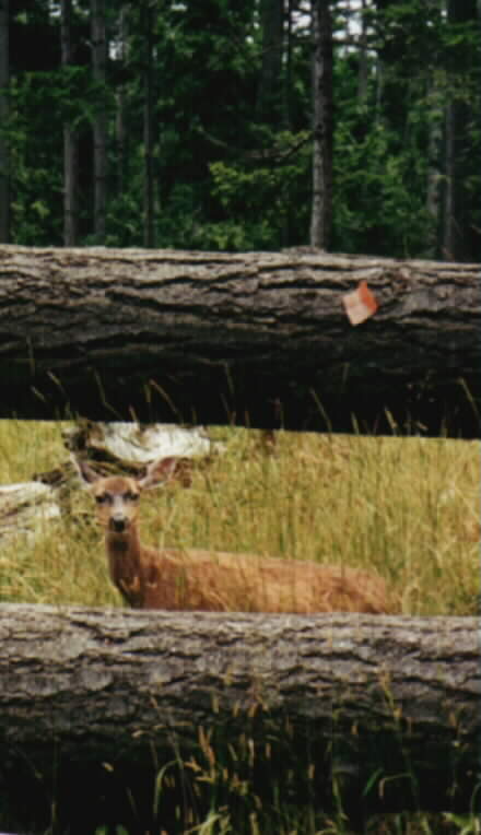 Deer on Jones Island