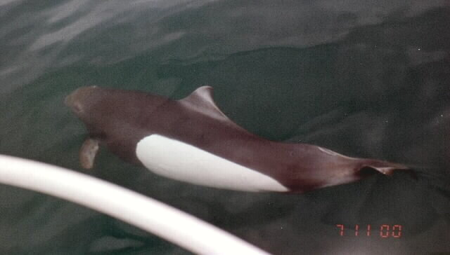 Dall's Porpoise